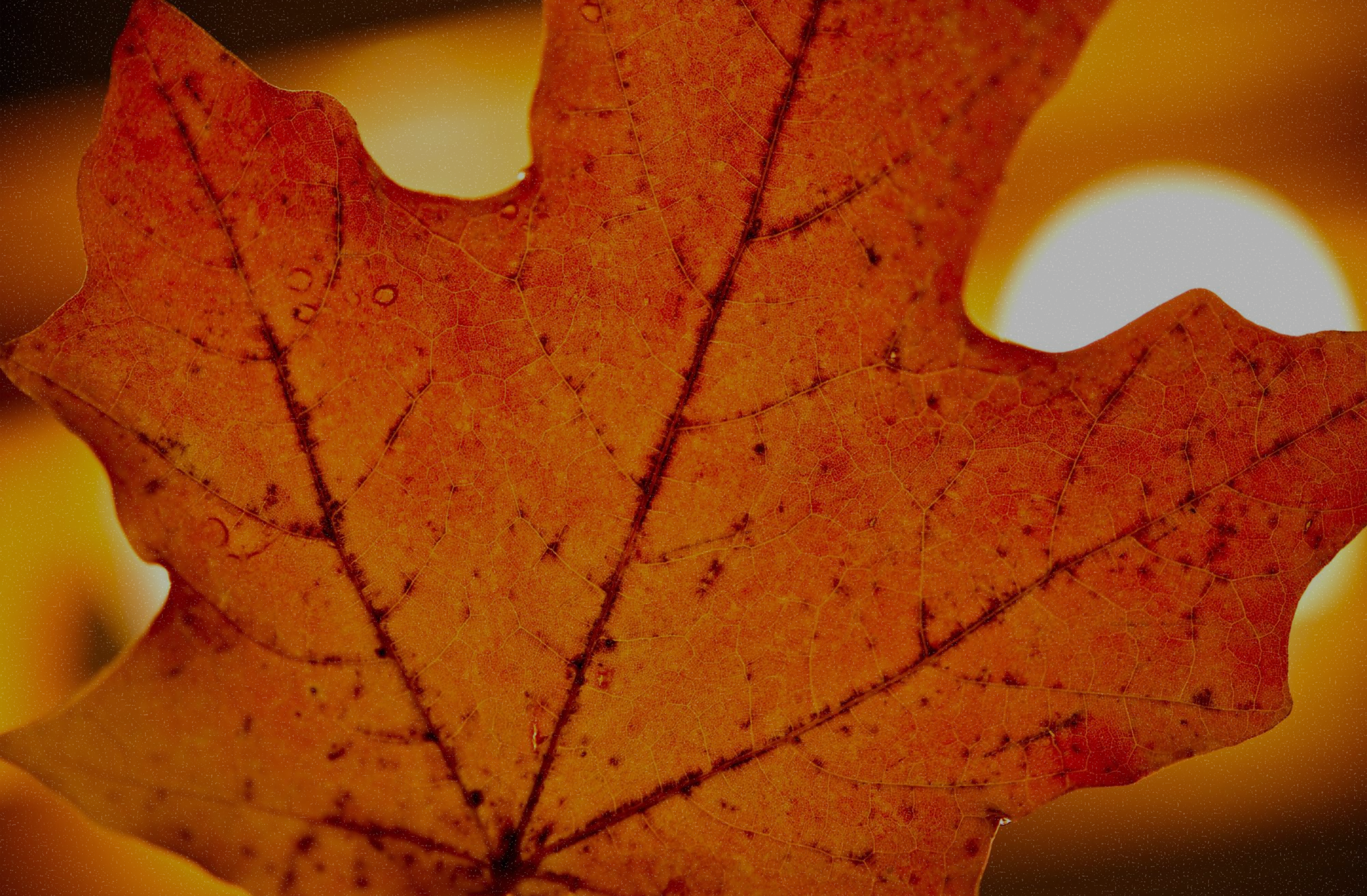 season